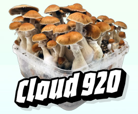 B+ · 1200 cc