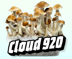 McKennaii · 1200 cc
