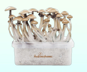 Golden Teacher · 1200 cc